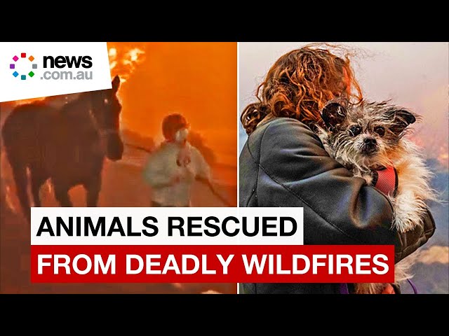 Hundreds of animals saved from deadly LA wildfires