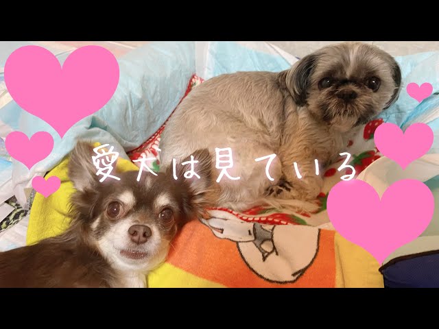 【可愛い犬 シーズー/チワワ】飼い主を見つめるレイとロク【愛情表現】