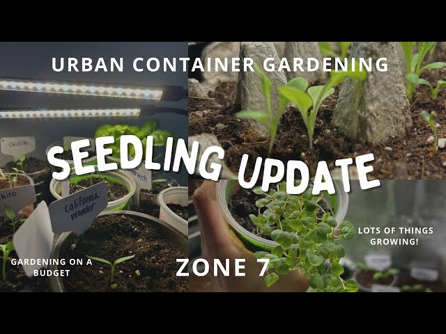 ZONE 7 SEED STARTING UPDATE| WHAT’S GROWING IN MY URBAN CONTAINER GARDEN| GARDENING ON A BUDGET