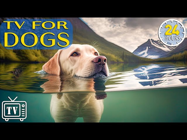 24 Hours Anti Anxiety Music for Dog: TV for Dogs & Fast-Boredom Busting Videos for Dogs with Music