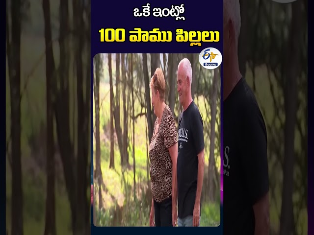 ఒకే ఇంట్లో 100 పాము పిల్లలు