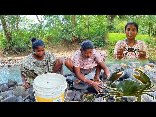 River crabs hervesting  || crabs hunting by tribes || village tribal life