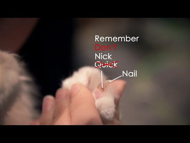 Trim Your Cat's Nails