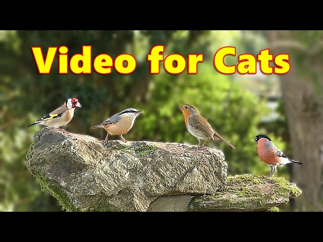 Cat TV Virtual Bird Garden ~ Cats Love Birds ~ Videos for Cats to Watch Garden Birds