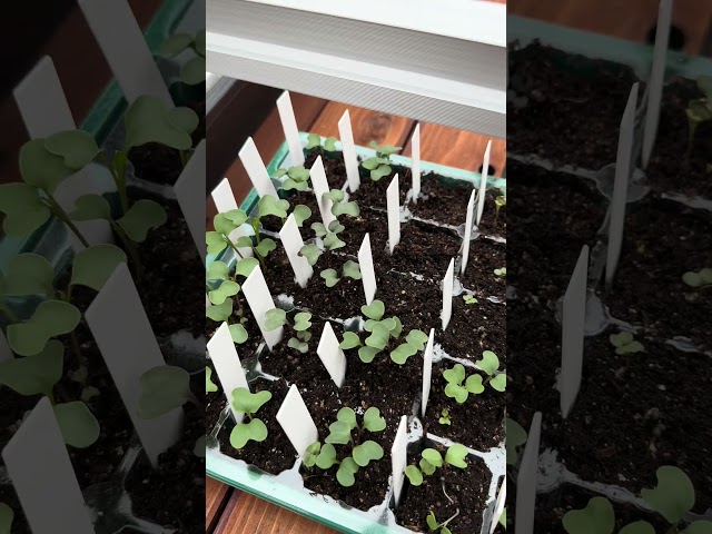 Seed Starting Brassicas! #gardening #harvest #seedstarting #growyourownfood #garden #gardenharvest