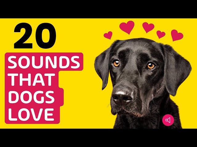 20 Sounds That Dogs Love To Hear The Most