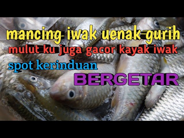 spot mancing wader micro fishing di bali anti boncos❗️