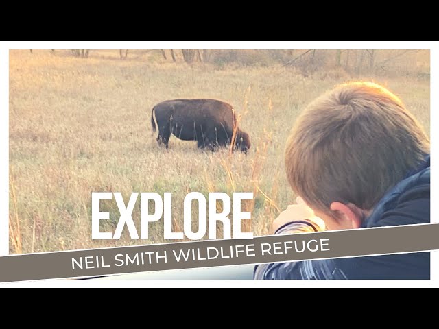 BISON & ELK Up Close-Explore Neil Smith Wildlife Refuge