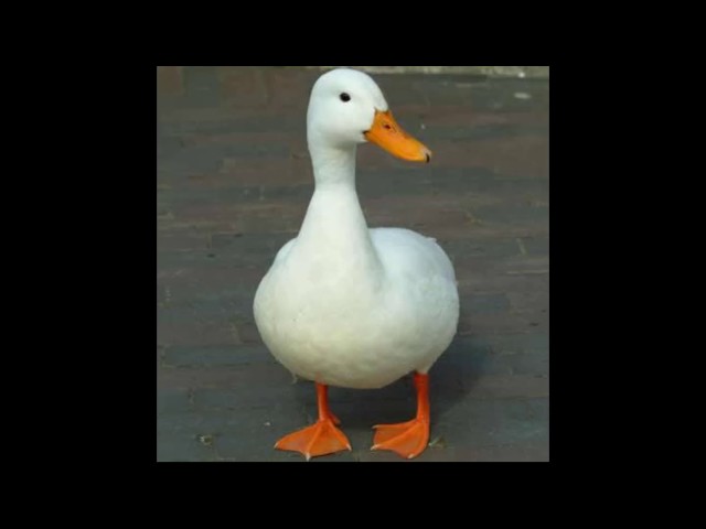 REALISTIC DUCK SOUND 10 MIN!