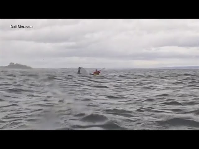 Humpback whale swallows and releases kayaker