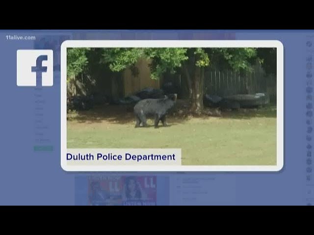 Bear catches neighbors unaware: Wow Moments