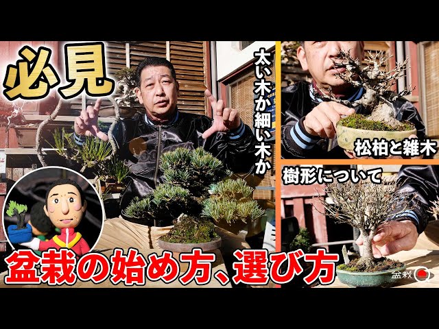 [Beginner] How to start and select bonsai. We learned about tree shape [Bonsai Q]