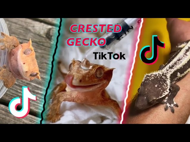 Crested Geckos | TikTok Compilation 2022