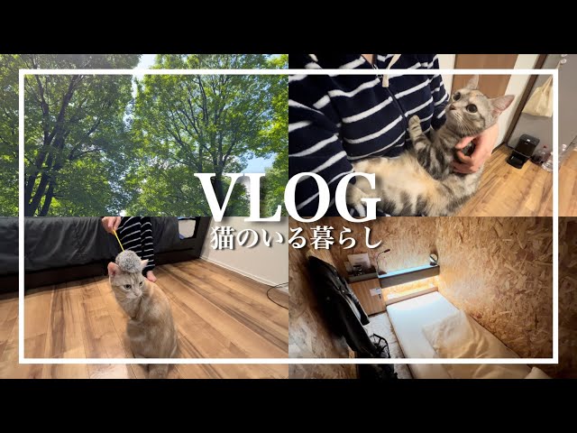 【Vlog】猫と暮らす家族から小さなお知らせ