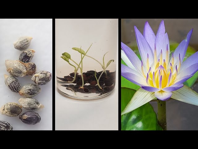 Sacred Blue Lily germination in the lab | Nymphaea caerulea