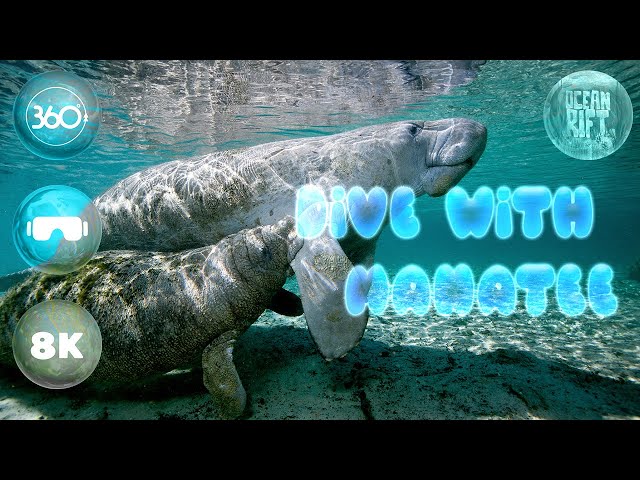 Dive with Manatee in 360° 🌊 Ocean Rift VR [8K]