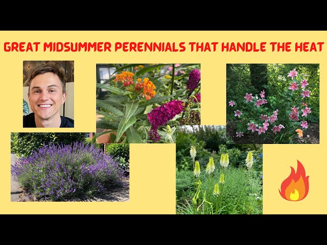 12 Low Maintenance Perennials that Handle the Heat