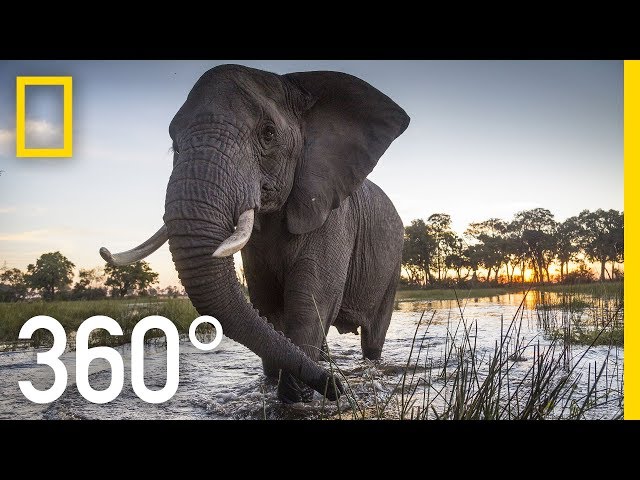 Elephant Encounter in 360 - Ep. 2 | The Okavango Experience