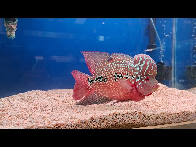 Aquarium fish tanks#fish#trending#shorts#viral