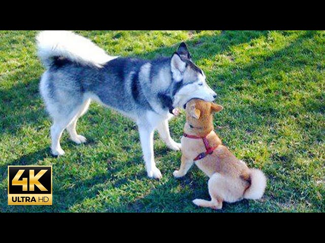 When Huskies Become the Queens of Drama! 🤣 Hilarious Animal Videos 2025