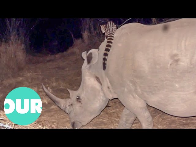 This Genet And Rhino Strike A Surprising Friendship | Extraordinary Animals | Our World