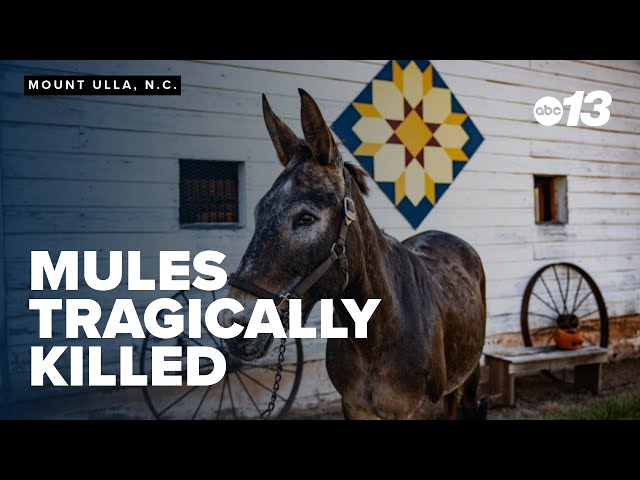 Three mules that helped with WNC Helene relief tragically killed in accident