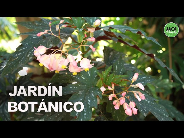 Un agradable paseo por un JARDÍN BOTÁNICO  😊