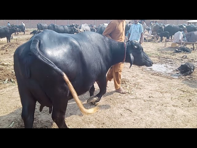 56 # Khoobsorat Buffal o for sale in Gojra Mandii Punjab on Etimad Tv by Manzoor Ahmad 29-10-2019