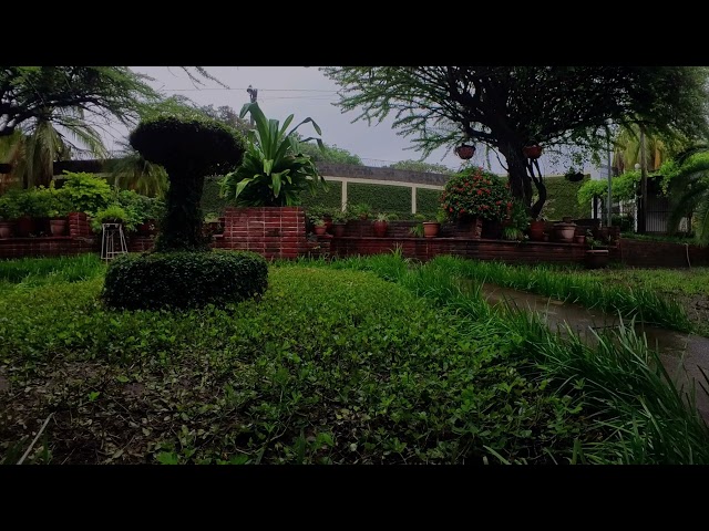 Dark Rain in the Garden with Bird Sounds