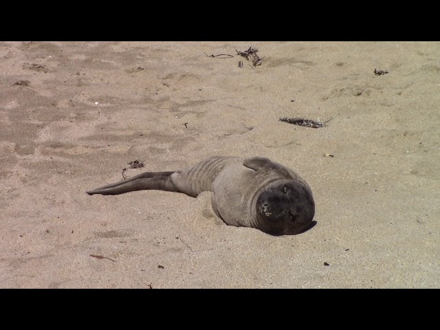 Elephant Seal pup