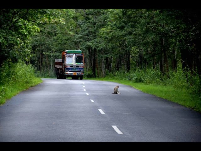 Bangalore to Wayanad Road Trip