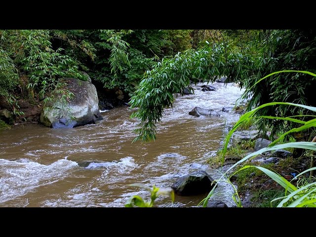 The Healing Forest River Nature Sounds : Experience the Bliss of Flowing Water