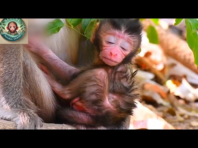 🐵 Stop Stress With Watching Newborn Baby Monkey Moments – Pure Relaxation! 🥰