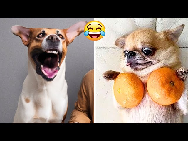 Funny Dogs And Cats Videos 2023🤣😹 Funny Animals😉 Wholesome Moments #7