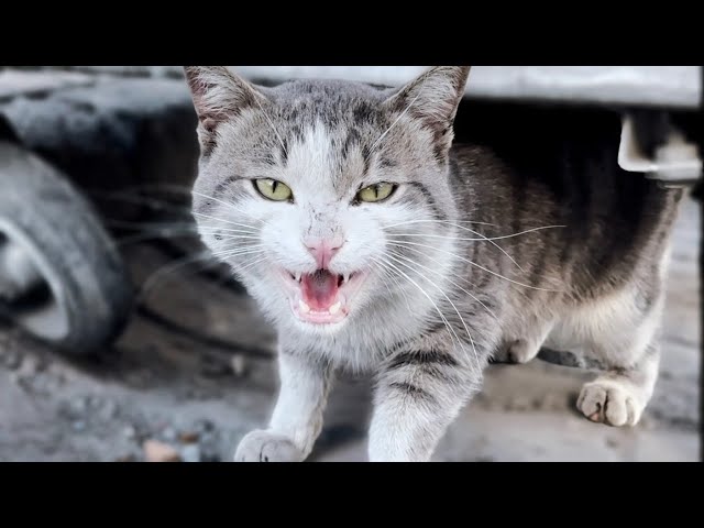 A Cry for Help: Starving Stray Cat Wanders in Search of Food