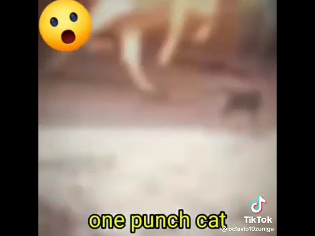 One punch Cat knockout