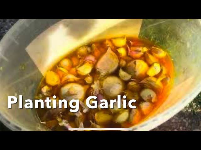 October Panting Garlics and Onions