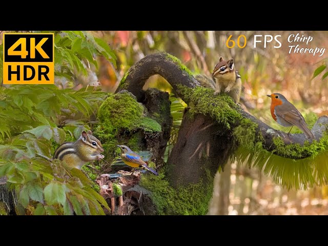 Cat TV for Cats to Watch: Relax with Beautiful Birds and Squirrels 😹🐿8 Hours 4K HDR 60 FPS