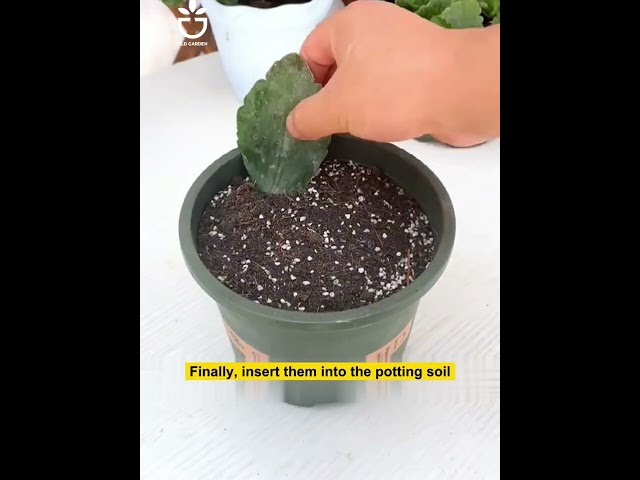 Grow a jade plant from leaves #garden #gardening #gardentips #gardencare #tipsforgarden #viral