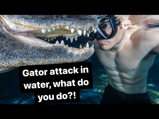 Gator Attack in water, what do you do?