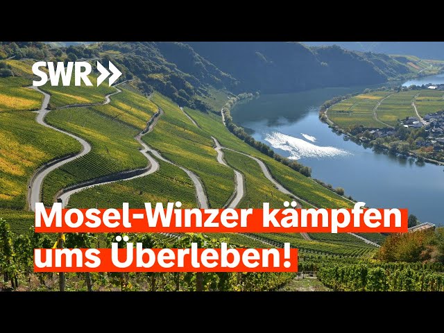 Steillagen in Gefahr: Winzer an der Mosel sorgen sich um ihre Existenz | Zur Sache! Rheinland-Pfalz