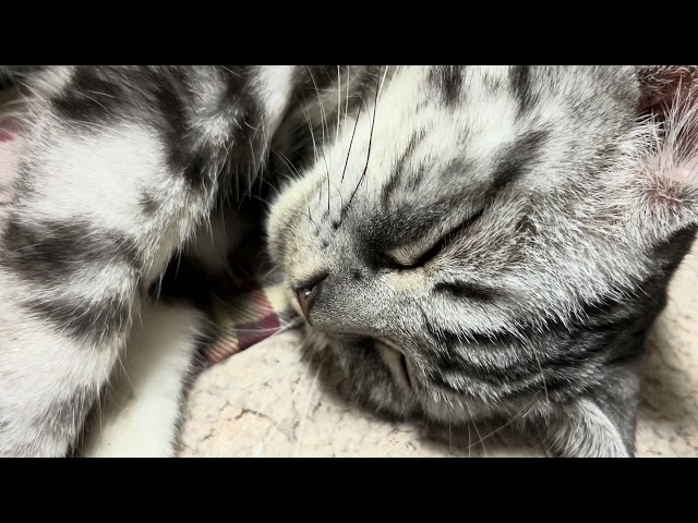 Purr sound of a cat sleeping with a good face [ASMR for sleep].