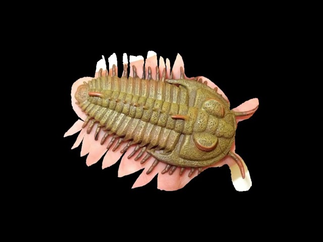 Redlichia ReX Trilobite