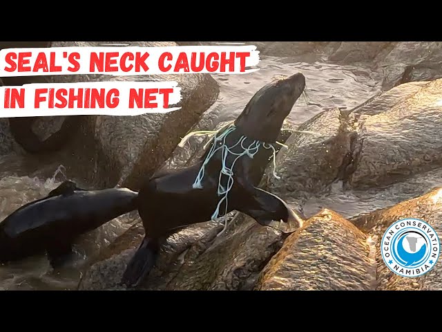 Seal's Neck Caught In Fishing Net