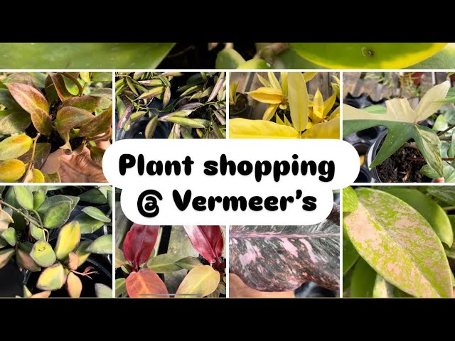 Plant Shopping at Vermeer's: Hoya, Cactus, Orchids, and More Near Niagara Falls!