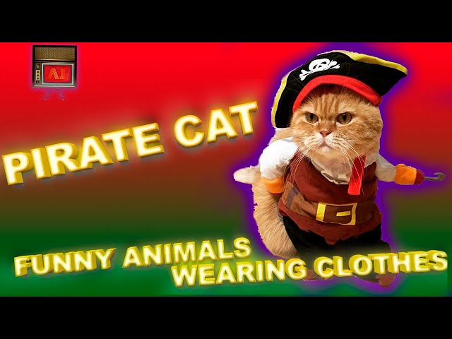 PIRATE CAT! FUNNY ANIMALS WEARING CLOTHES 😹🏴‍☠️