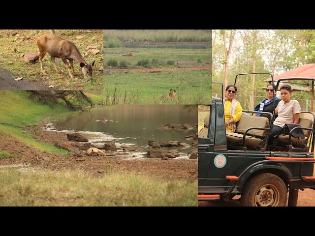 Tadoba jungle safari : a den of tigers