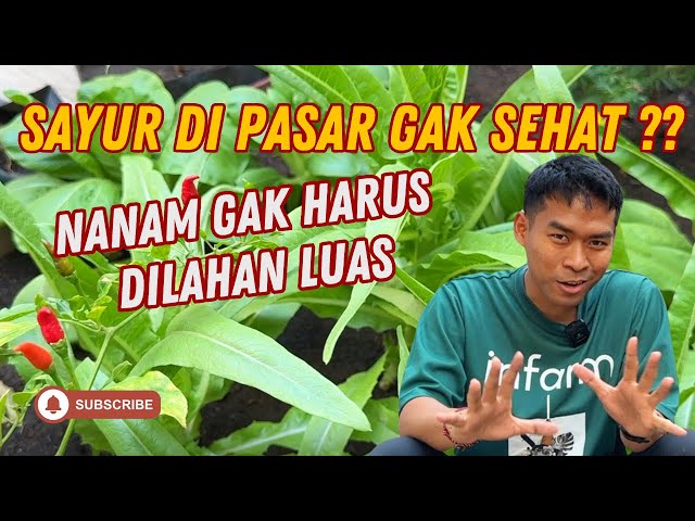 Berkebun Dirumah Tanpa Harus Lahan Luas