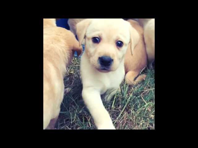 If you like cute - This is a MUST SEE! Tripp (the Lab) and Carla puppies. Don't forget to "tail us"!