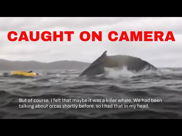 CAUGHT ON CAMERA: Humpback whale briefly swallows kayaker in Chilean Patagonia